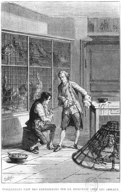 Abbot Lazzaro Spallanzani investigating the physiology of digestion on birds, illustration from 